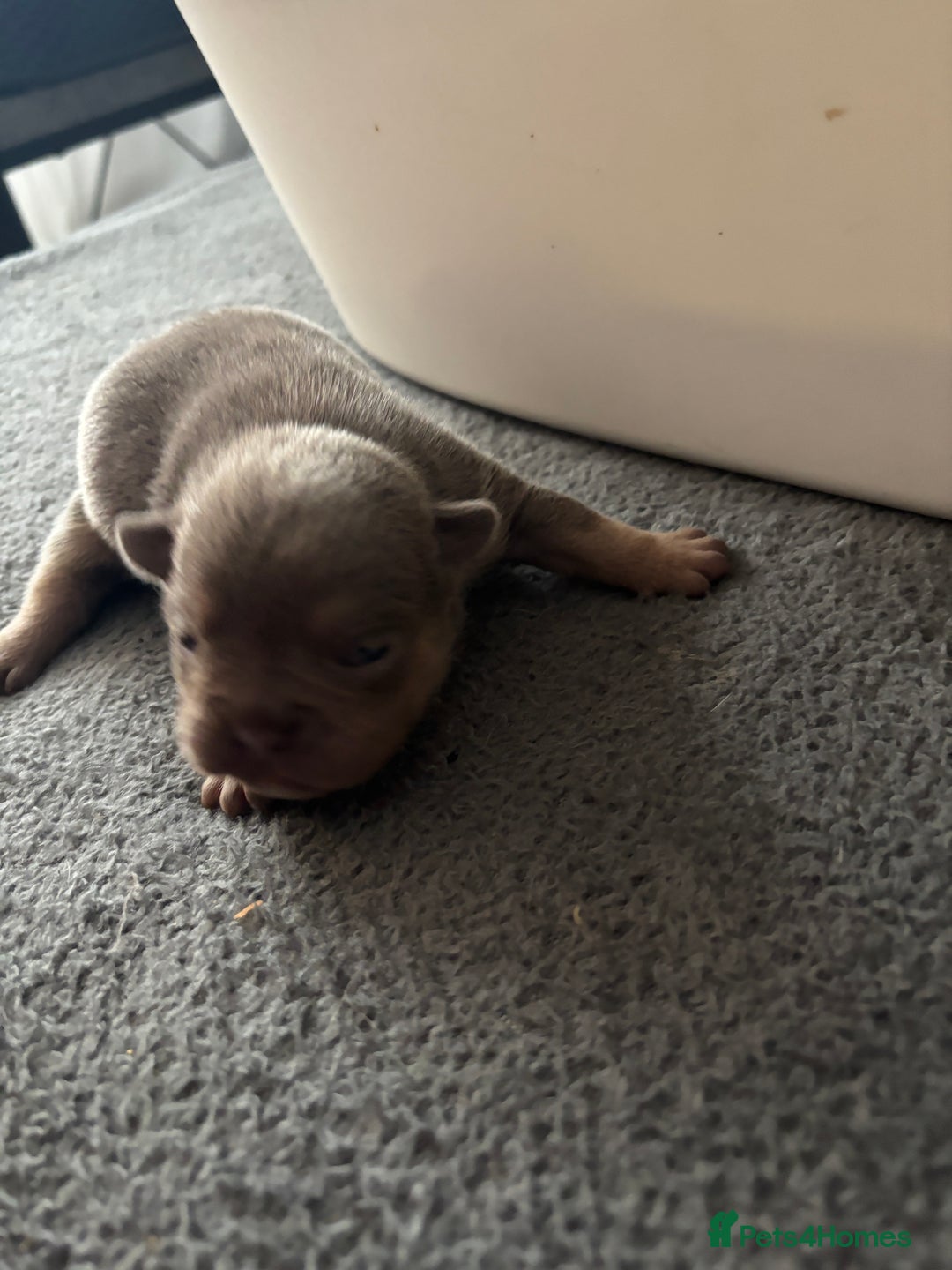 Mixed Breed dogs for sale: French bulldog X English bulldog  - Image 11