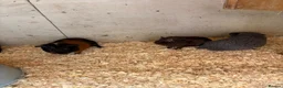 Guinea Pig rodents for sale: Baby guinea pigs  - Advert 23