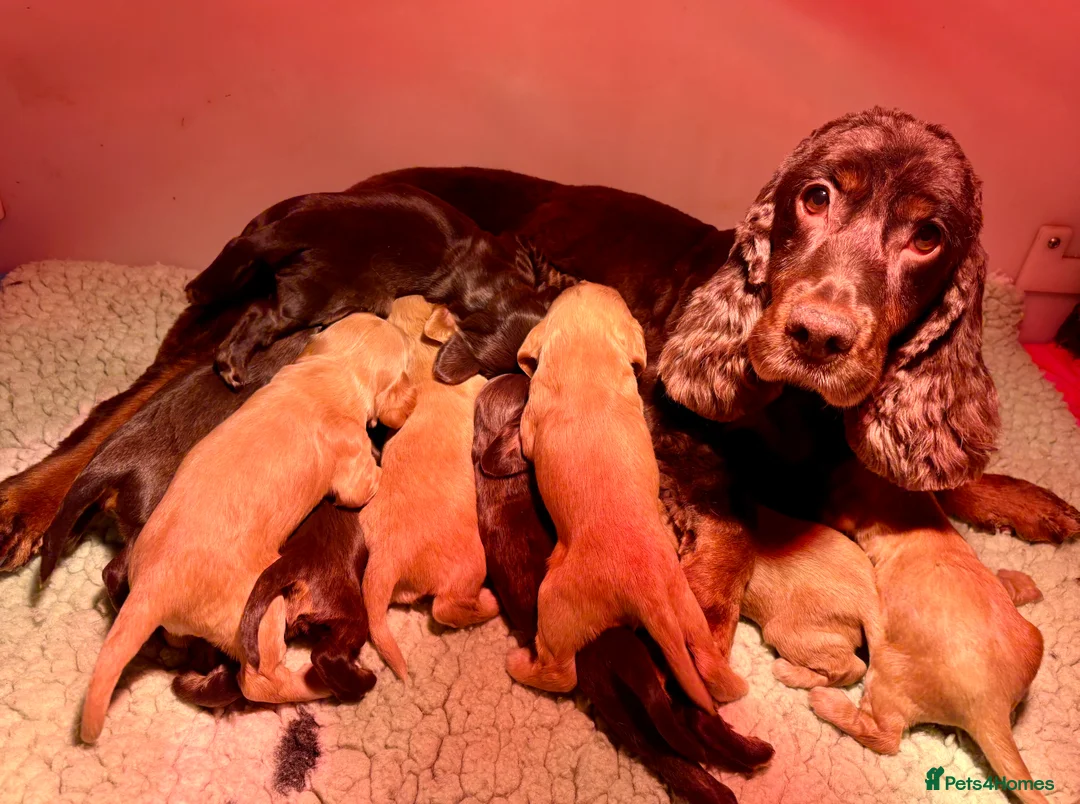 Cocker Spaniel dogs for sale: 🤎🧡 Show Cocker Spaniel Puppies For Sale - Advert 5