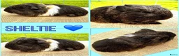 Guinea Pig rodents for sale: Sheltie Pair - Brothers  - Advert 3