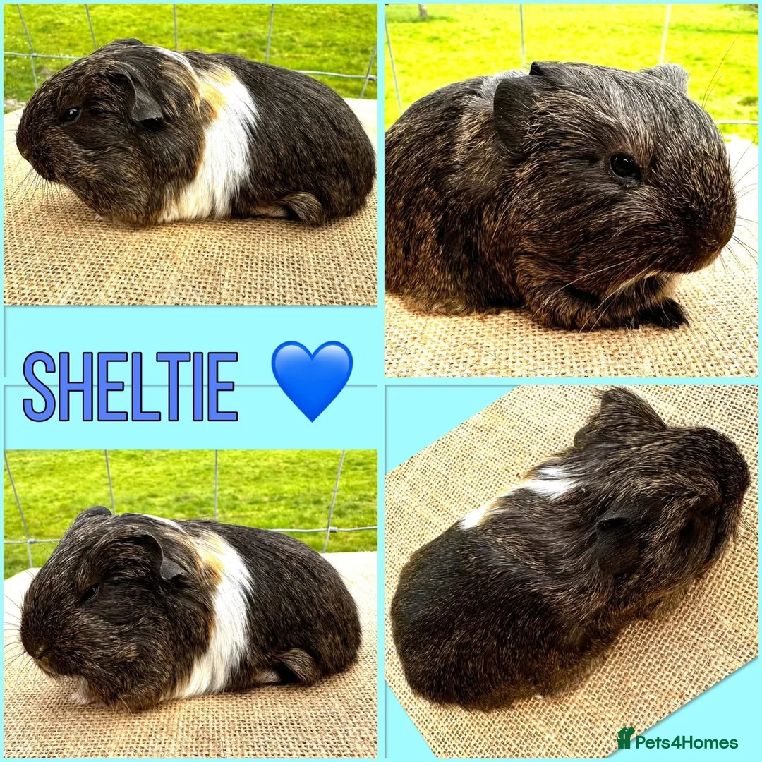 Guinea Pig rodents for sale: Sheltie Pair - Brothers  - Advert 3