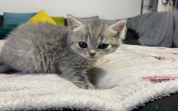 British Shorthair cats for sale: British shorthair kittens responsibly bred - Image 15