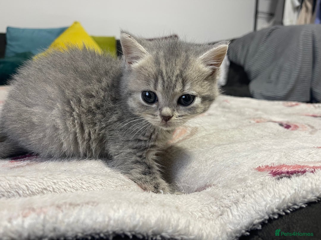 British Shorthair cats for sale: British shorthair kittens responsibly bred - Image 15
