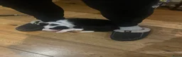 Border Collie dogs for sale: 3 girls and 2 boys for sale in Macclesfield - Advert 16