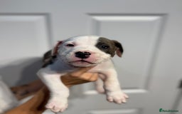 Staffordshire Bull Terrier dogs for sale: Blue Staffordshire bull terrier  - Image 11