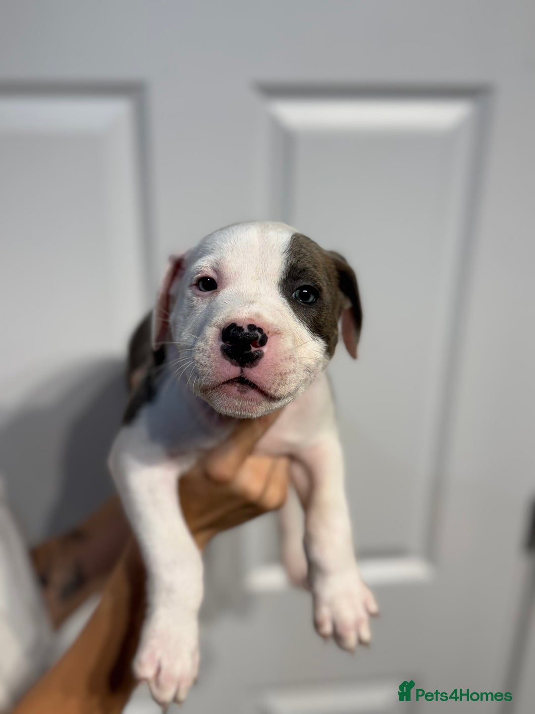 Staffordshire Bull Terrier dogs for sale: Blue Staffordshire bull terrier  - Image 11