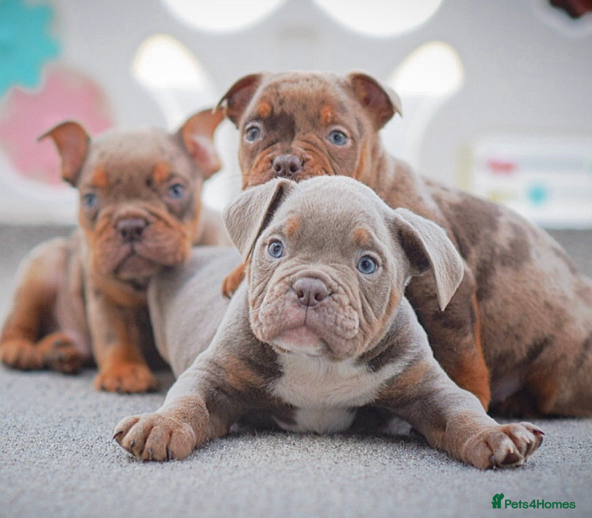 Olde English Bulldogge dogs 23 years experience 5⭐️Rated licensed  - Advert 12