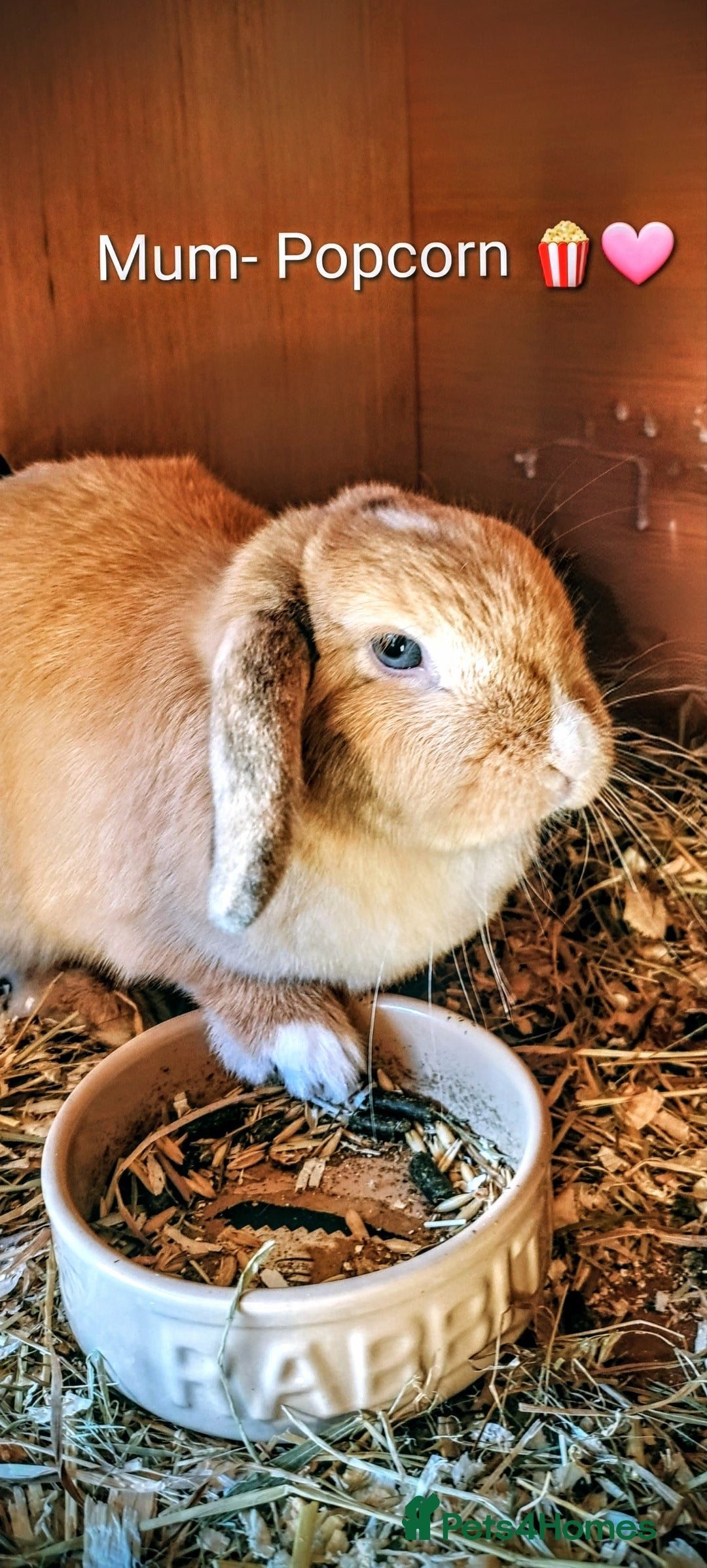 Mini Lop rabbits for sale: Adorable Pure Bred Mini Lops 🥰🐰 - Advert 11