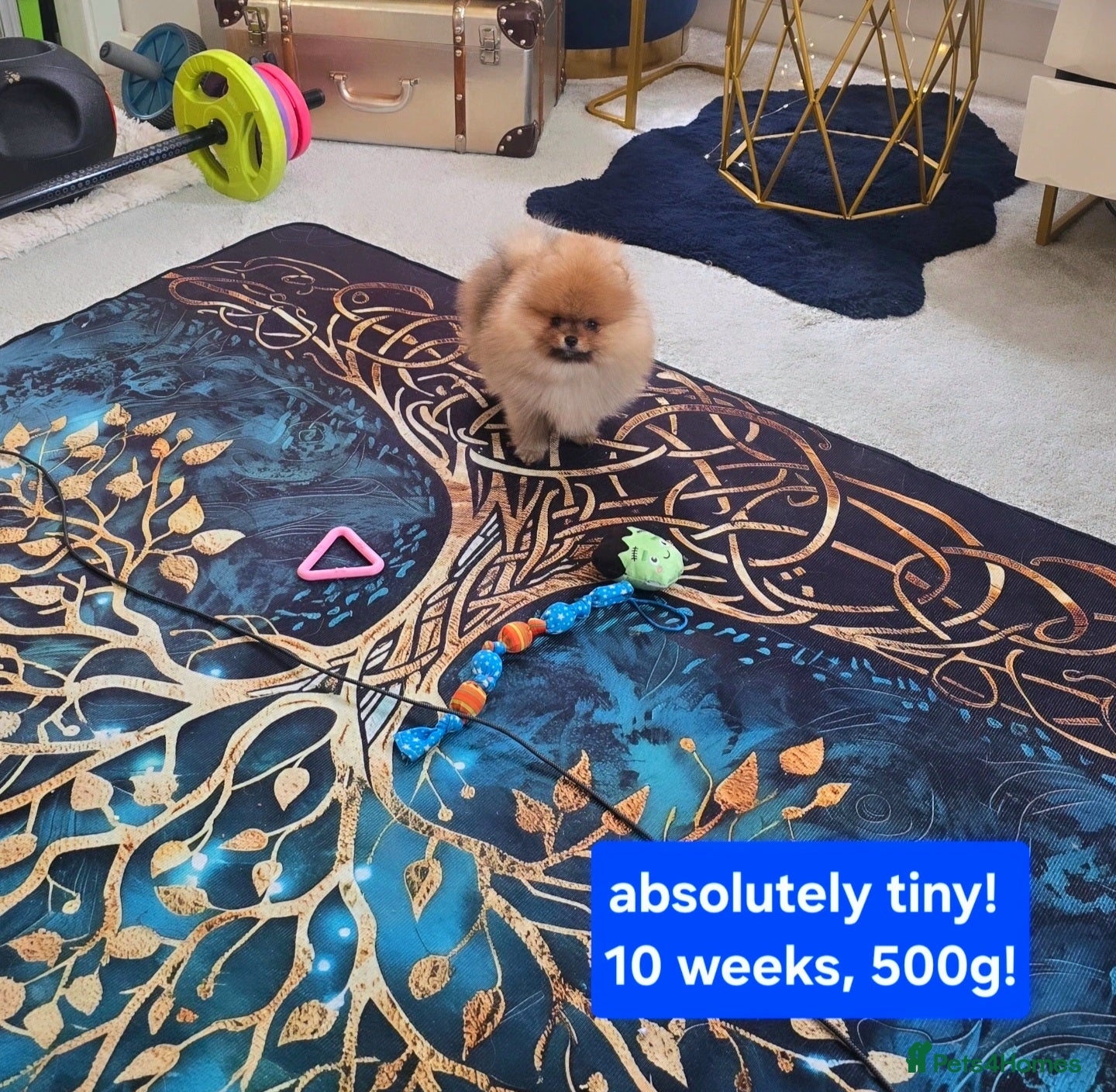 Pomeranian dogs Outstanding boy with 40+ champions 🏆 in lines!  - Advert 10