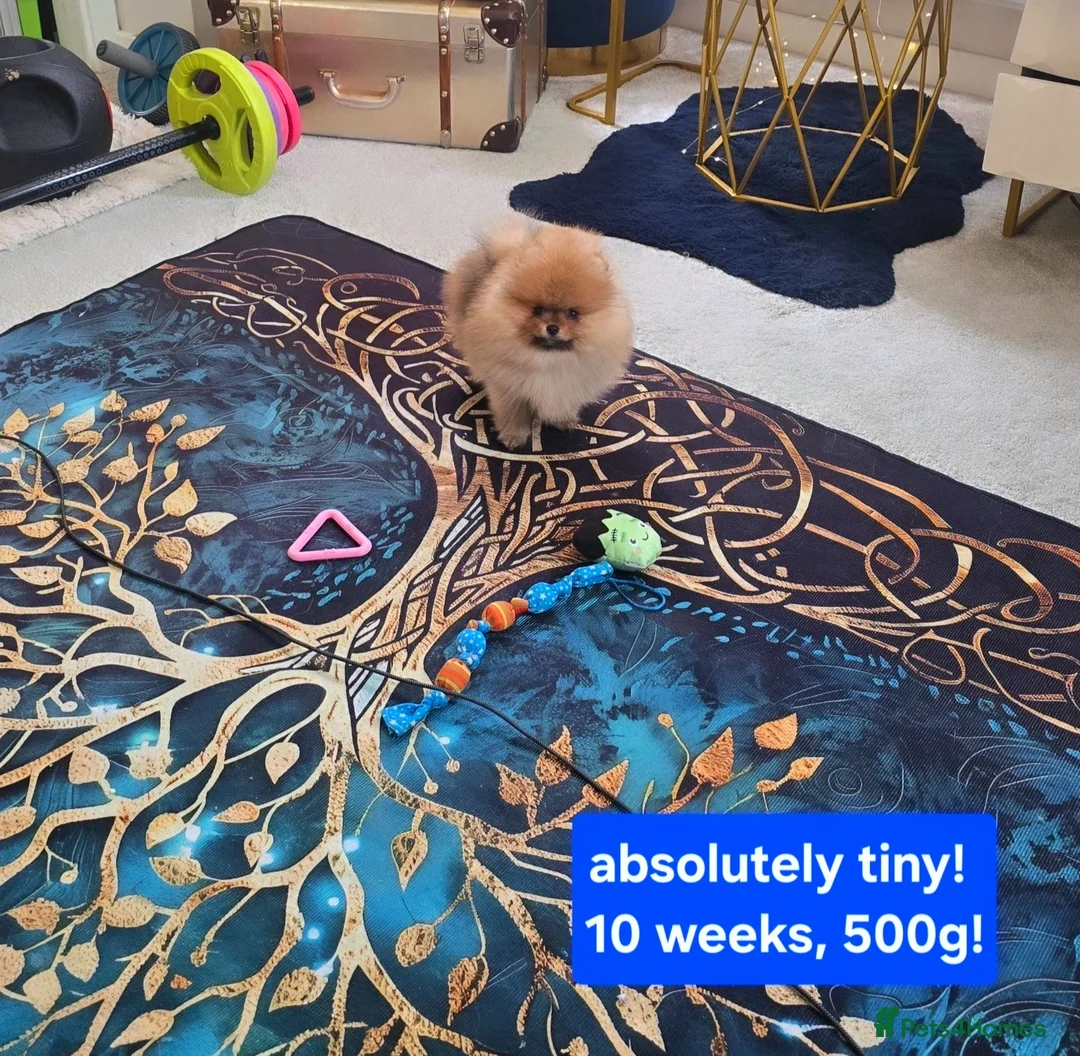 Pomeranian dogs for sale: Reduced as new litter due 40+champions🏆in lines!  - Advert 2
