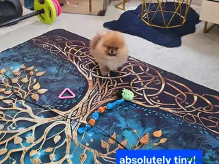Pomeranian dogs Outstanding boy with 40+ champions 🏆 in lines! - Advert 10