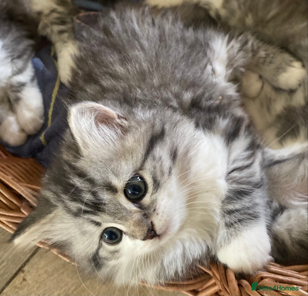 Mixed Breed cats for sale: Beautiful grey fluffy tabby kittens  - Advert 13