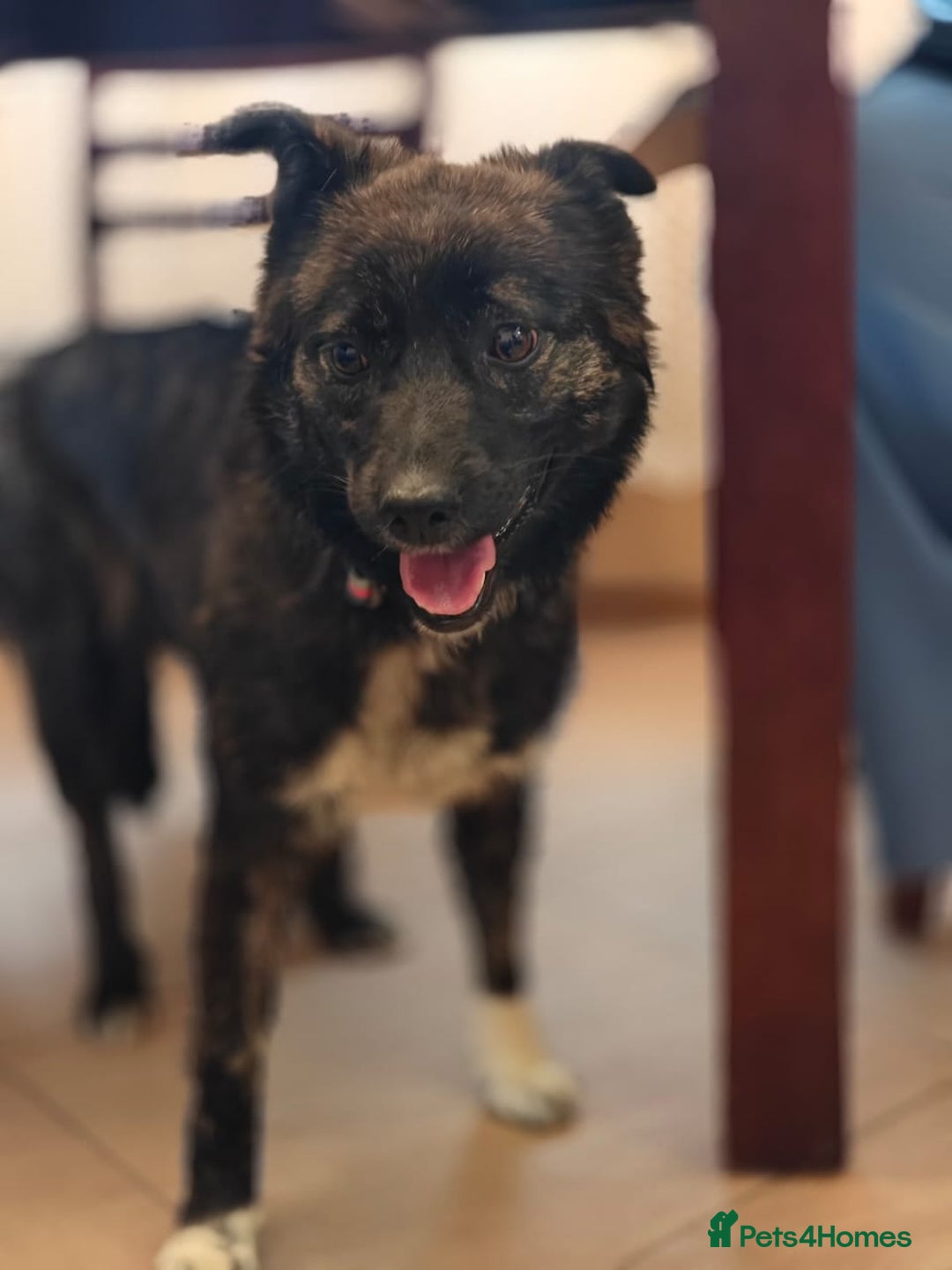 Mixed Breed dogs for adoption: 💖🐶 JUJU 🐶💖 - Image 4