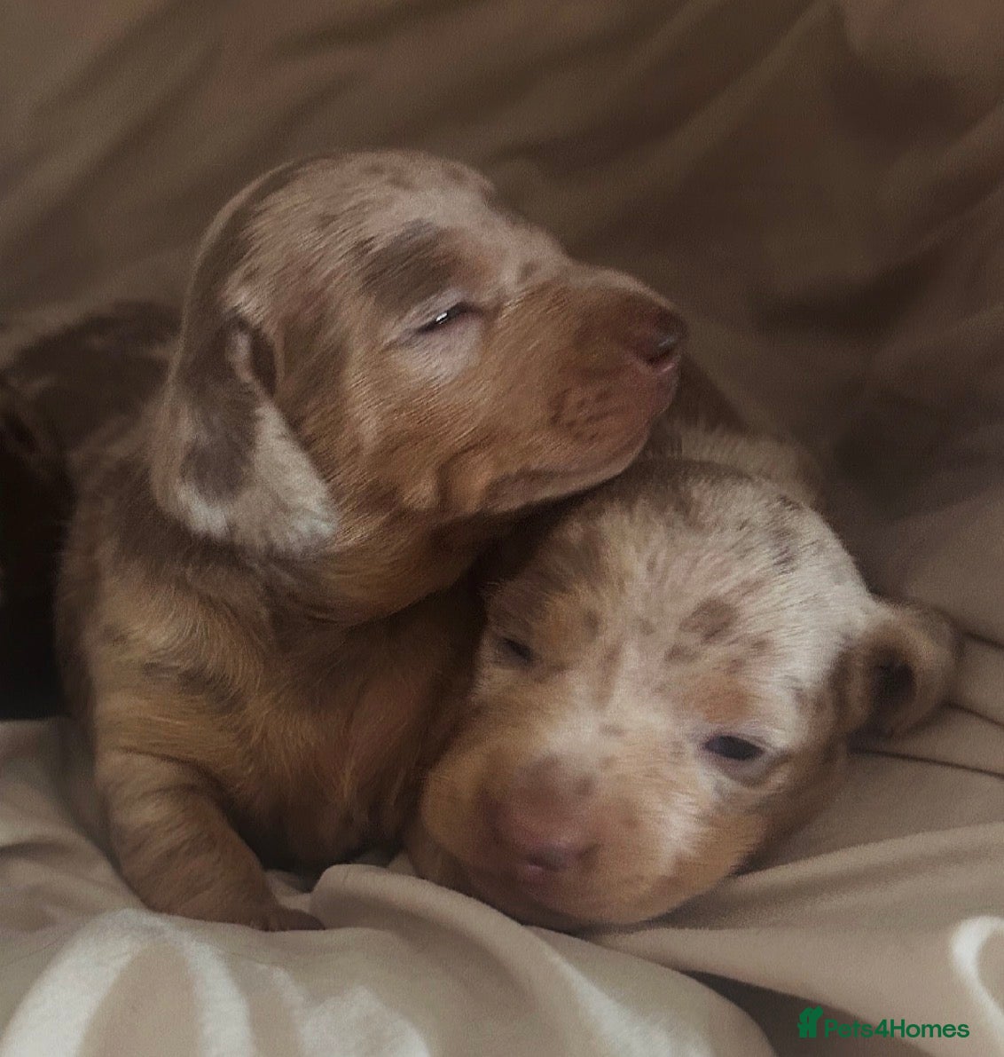 Miniature Dachshund dogs KC reg stunning cream & blue dapple puppies  - Advert 16