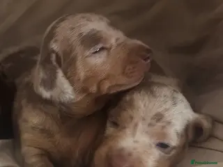 Miniature Dachshund dogs KC reg stunning cream & blue dapple puppies - Advert 16