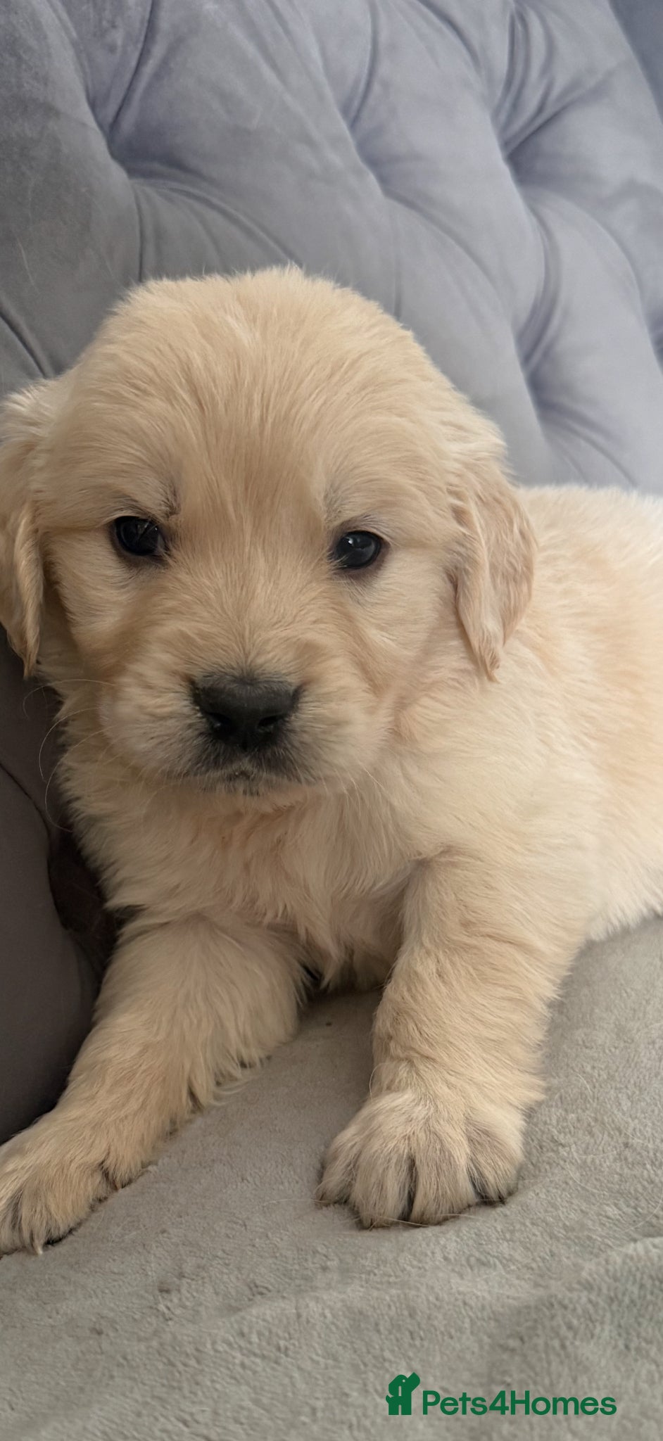 Golden Retriever dogs Beautiful, DNA tested - Golden Retriever Puppies  - Advert 1