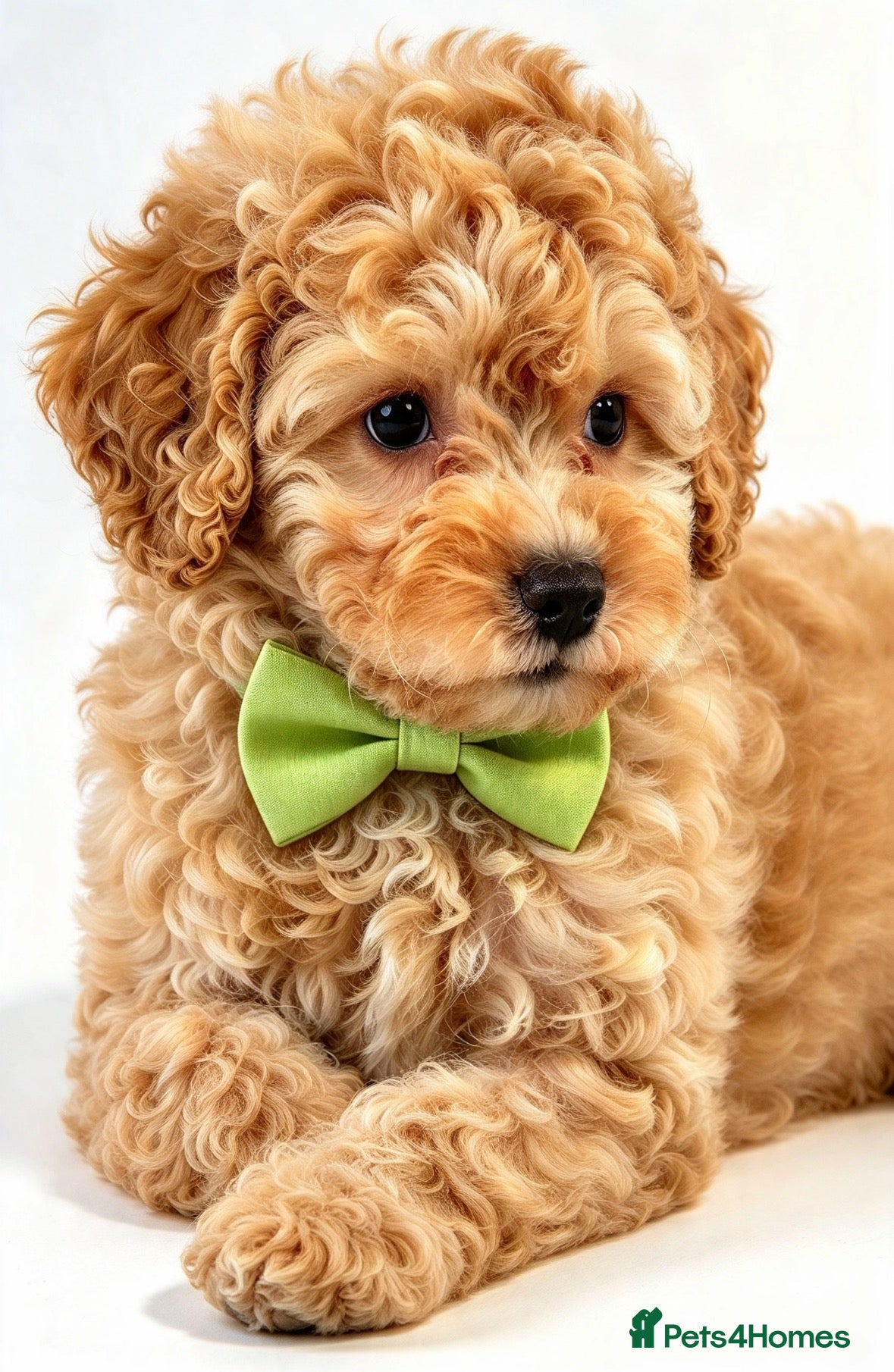 Toy Poodle dogs for sale:  Beautiful Toy Poodle Puppies  - Advert 2
