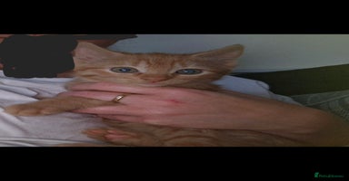 Mixed Breed cats - Advert 11