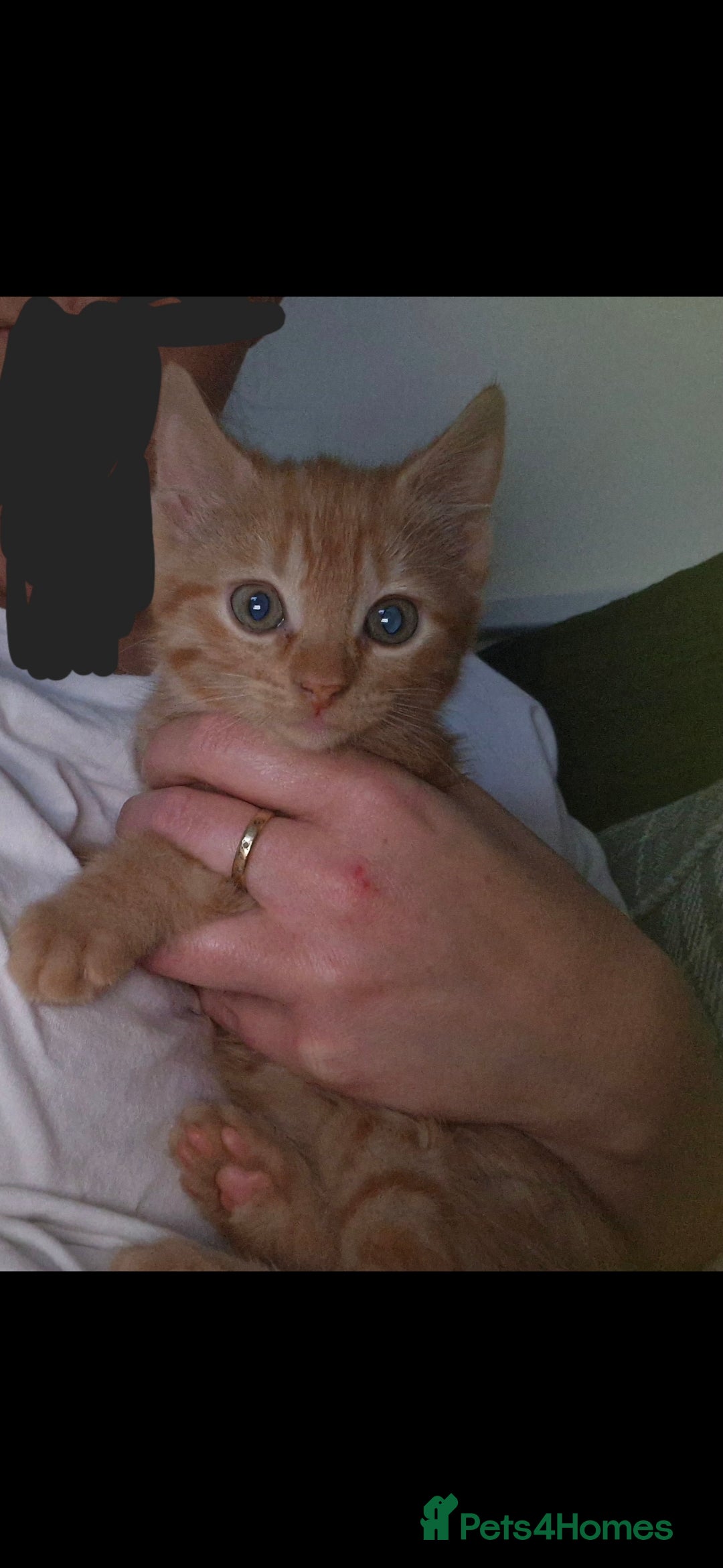 Mixed Breed cats for sale: 2 female ginger kittens - Image 3