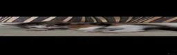 Norwegian Forest Cat cats for sale: Mixed breed/Norwegian Forest Cat  - Advert 8