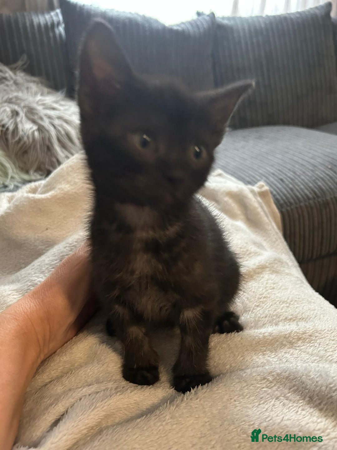 Mixed Breed cats for sale: Gorgeous kitten for sale - Image 1