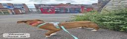 Mixed Breed dogs for adoption: Hazel, 6 months approx. Available for adoption. - Advert 17