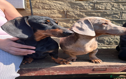 Miniature Dachshund dogs for sale: Miniature Dachshund - Advert 8