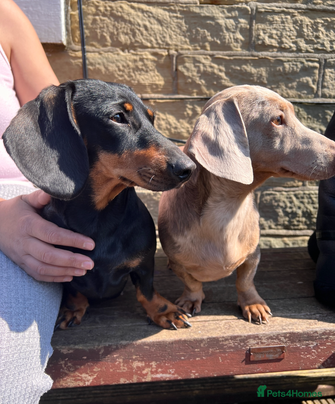 Miniature Dachshund dogs for sale: Miniature Dachshund - Advert 8