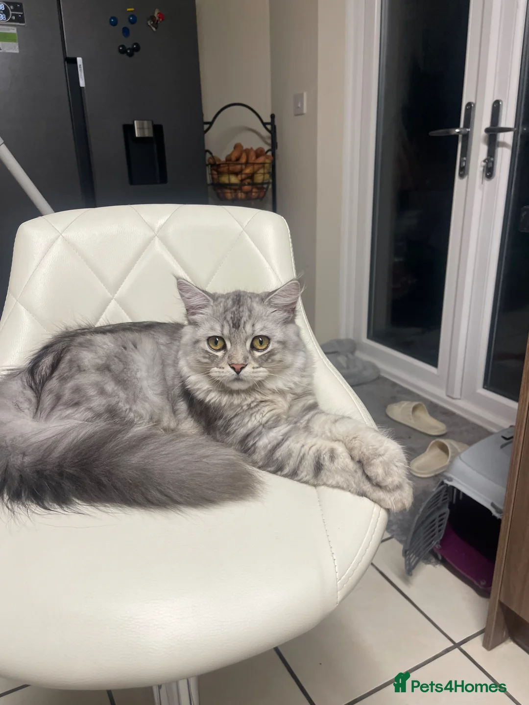 Mixed Breed cats for sale: Mixed ragdol Persian  - Advert 2