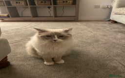 Ragdoll cats for sale: Female Ragdoll  - Image 8