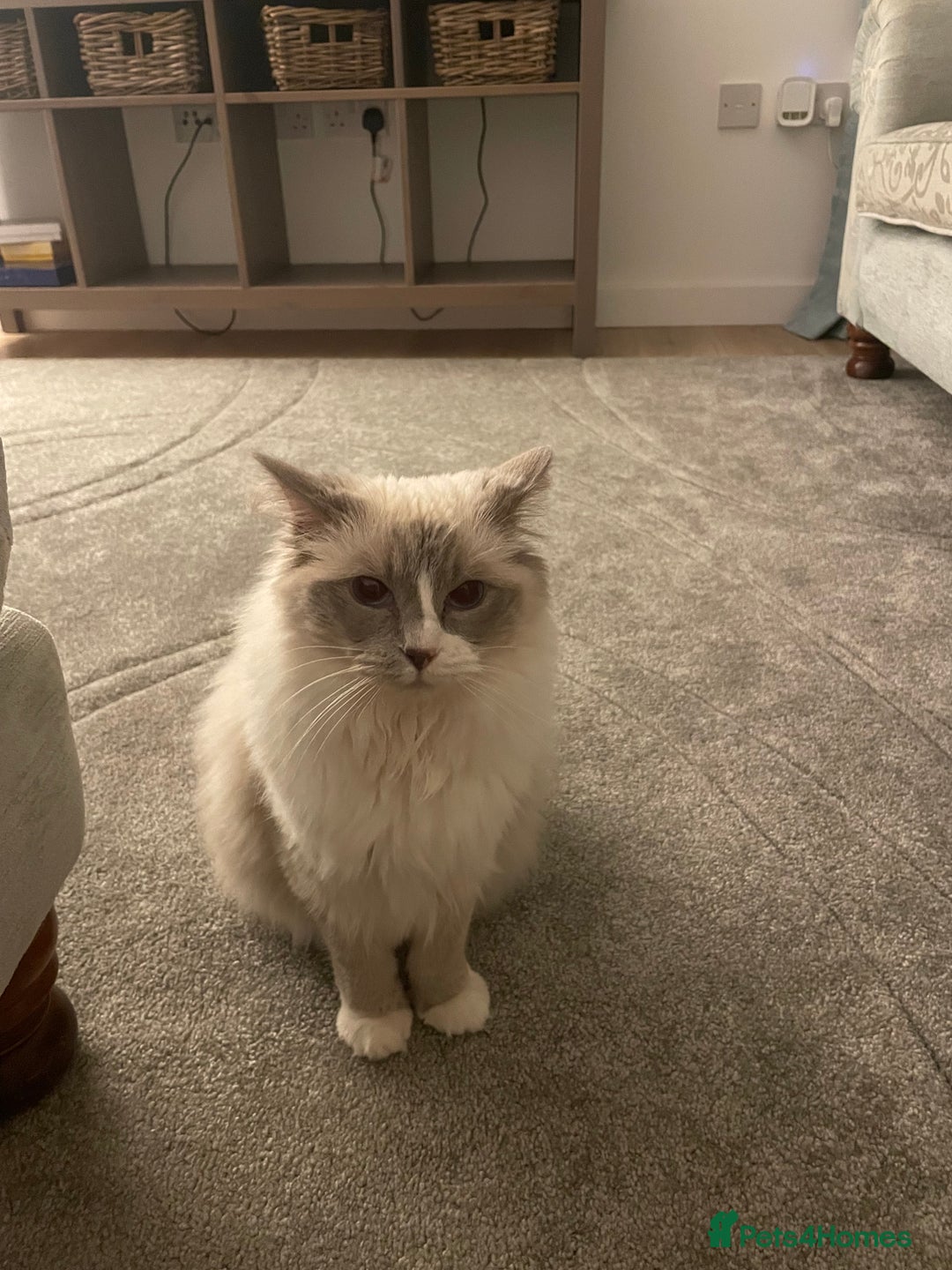 Ragdoll cats for sale: Female Ragdoll  - Image 8