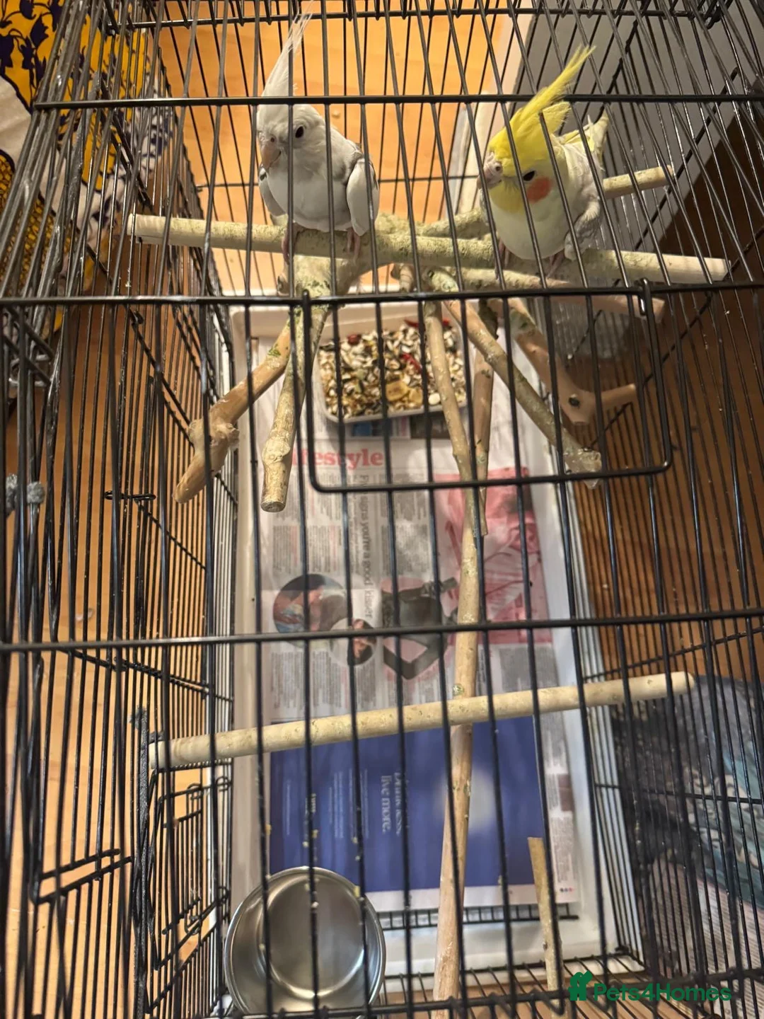 Cockatiels birds for sale: Cockatiel - Advert 6