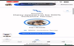 Yorkshire Terrier dogs for sale: Yorkshire Terrier Puppies – Ready 24 Dec - Image 3