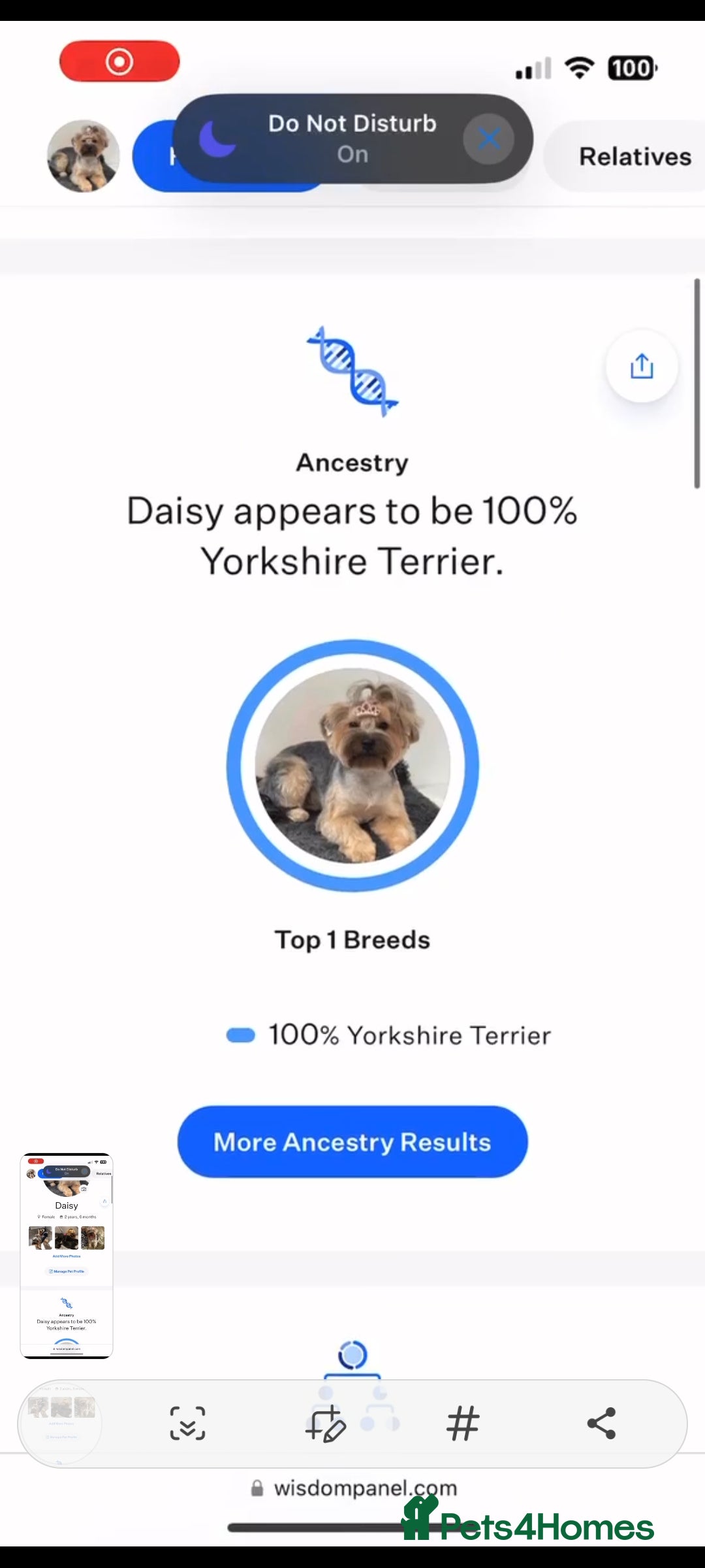 Yorkshire Terrier dogs for sale: Yorkshire Terrier Puppies – Ready 24 Dec - Image 3