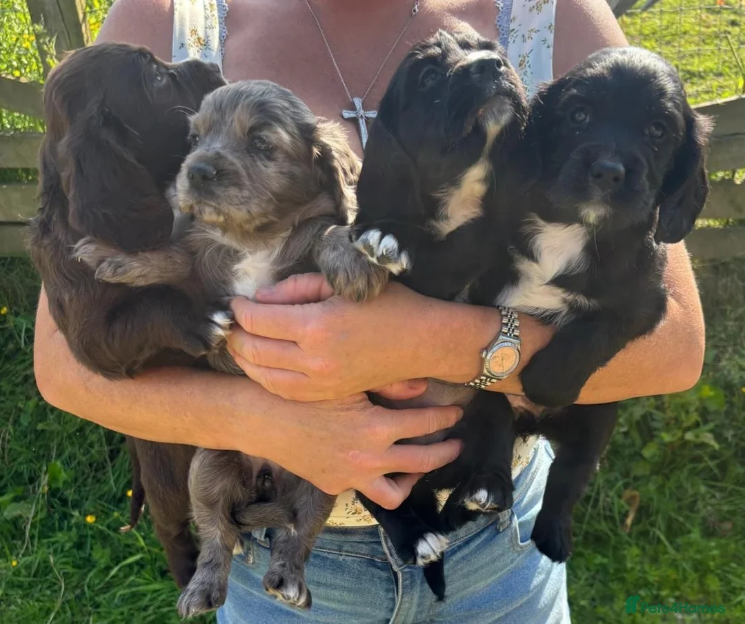 Cocker Spaniel dogs for sale: Cocker Spaniel  in Bishop Auckland - Advert 2