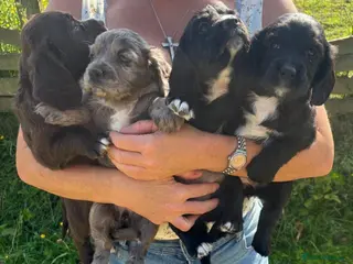 Cocker Spaniel dogs Cocker Spaniel - Advert 18