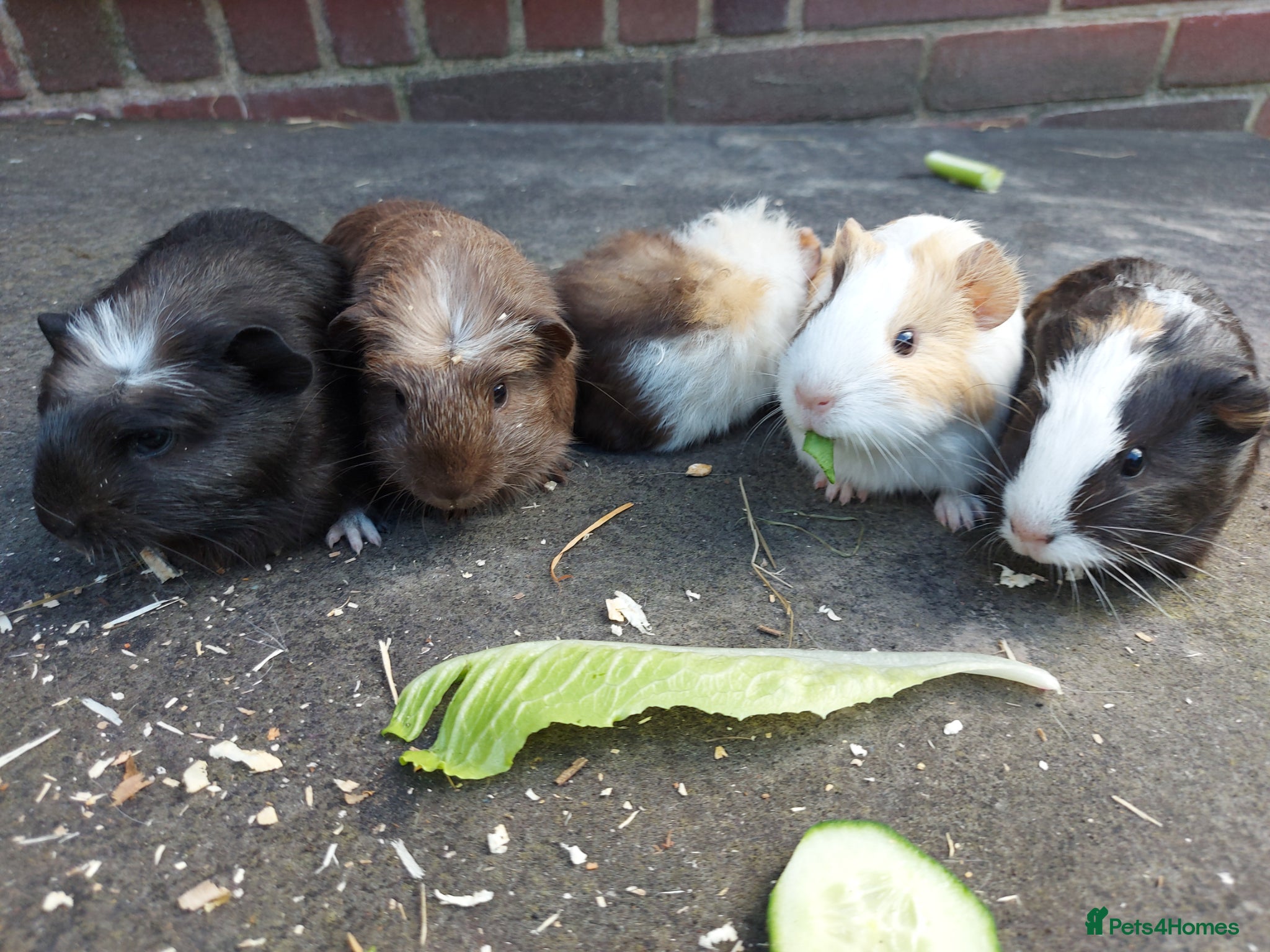Guinea Pig rodents Beautiful baby Guinea PIgs - Advert 6