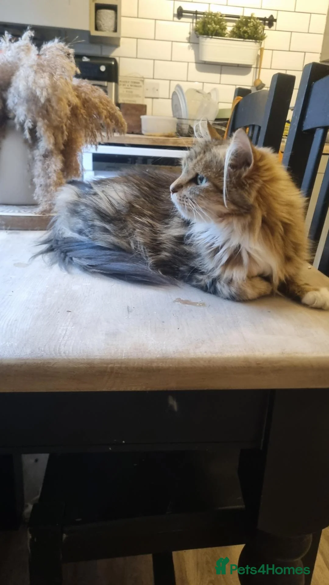 Mixed Breed cats for sale: Beautiful fluffy mix read kittens  in Hook - Advert 7