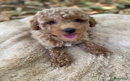 Poochon dogs for sale: Mini poochon  - Image 12