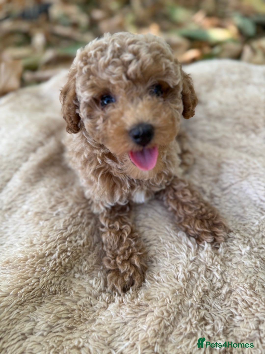 Poochon dogs for sale: Mini poochon  - Image 12