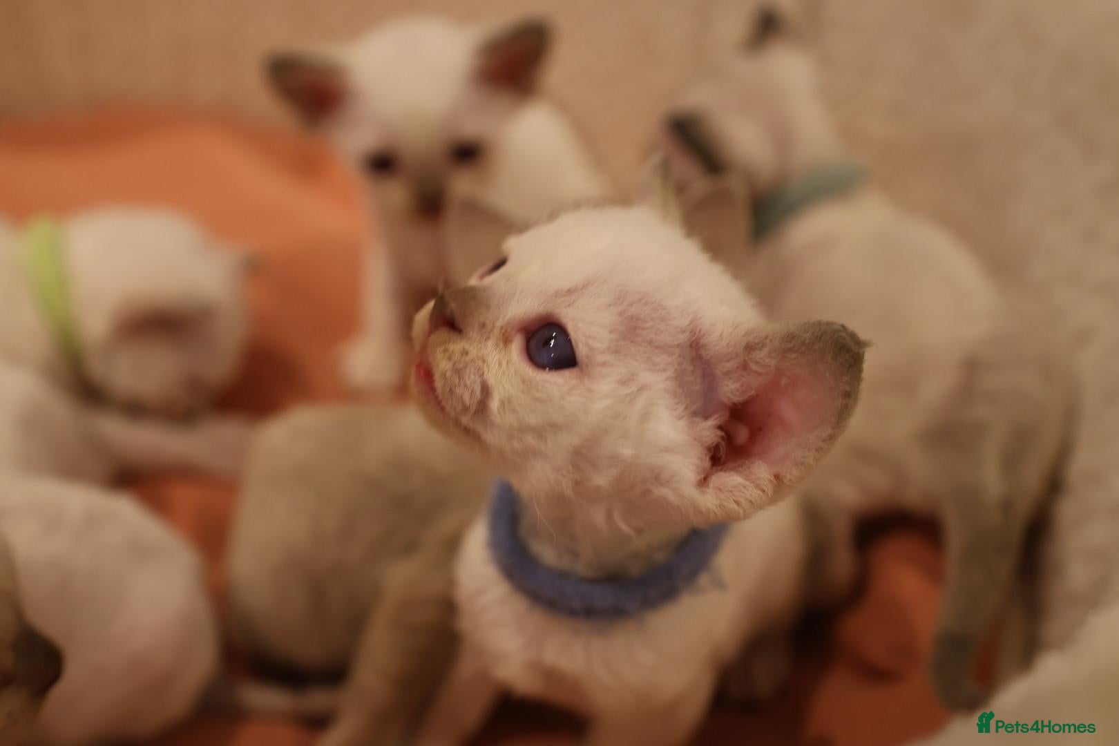 Devon Rex cats Devon rex kittens FIFE registered/spayed - Advert 1