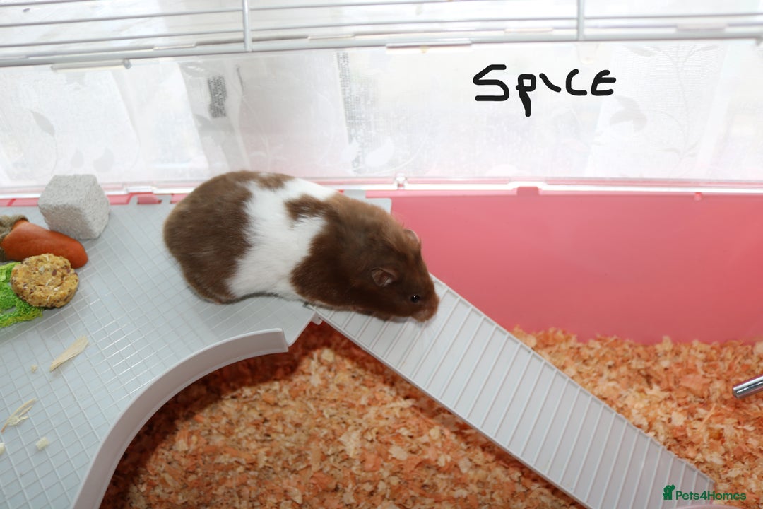 Hamster rodents for sale: Syrian Hamsters – various ages - Image 12