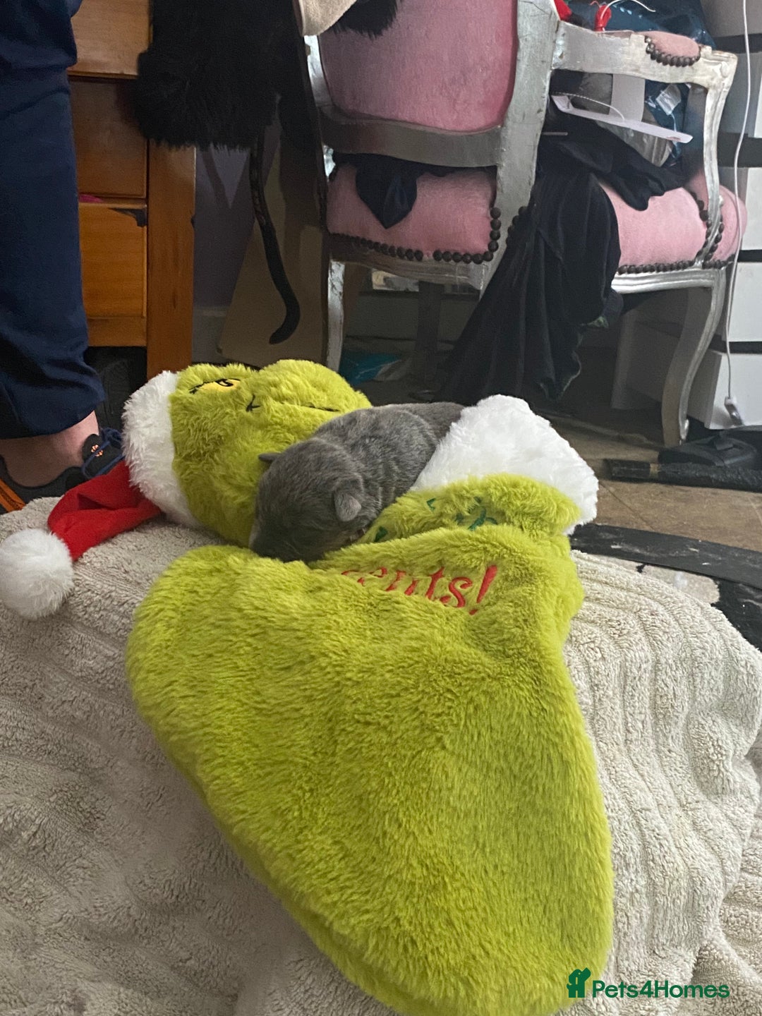 Mixed Breed dogs for sale: Can shepards - Advert 20