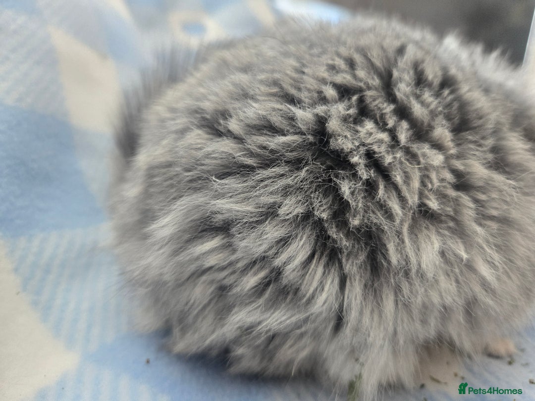 Chinchilla rodents for sale: Baby Chinchillas  - Image 4