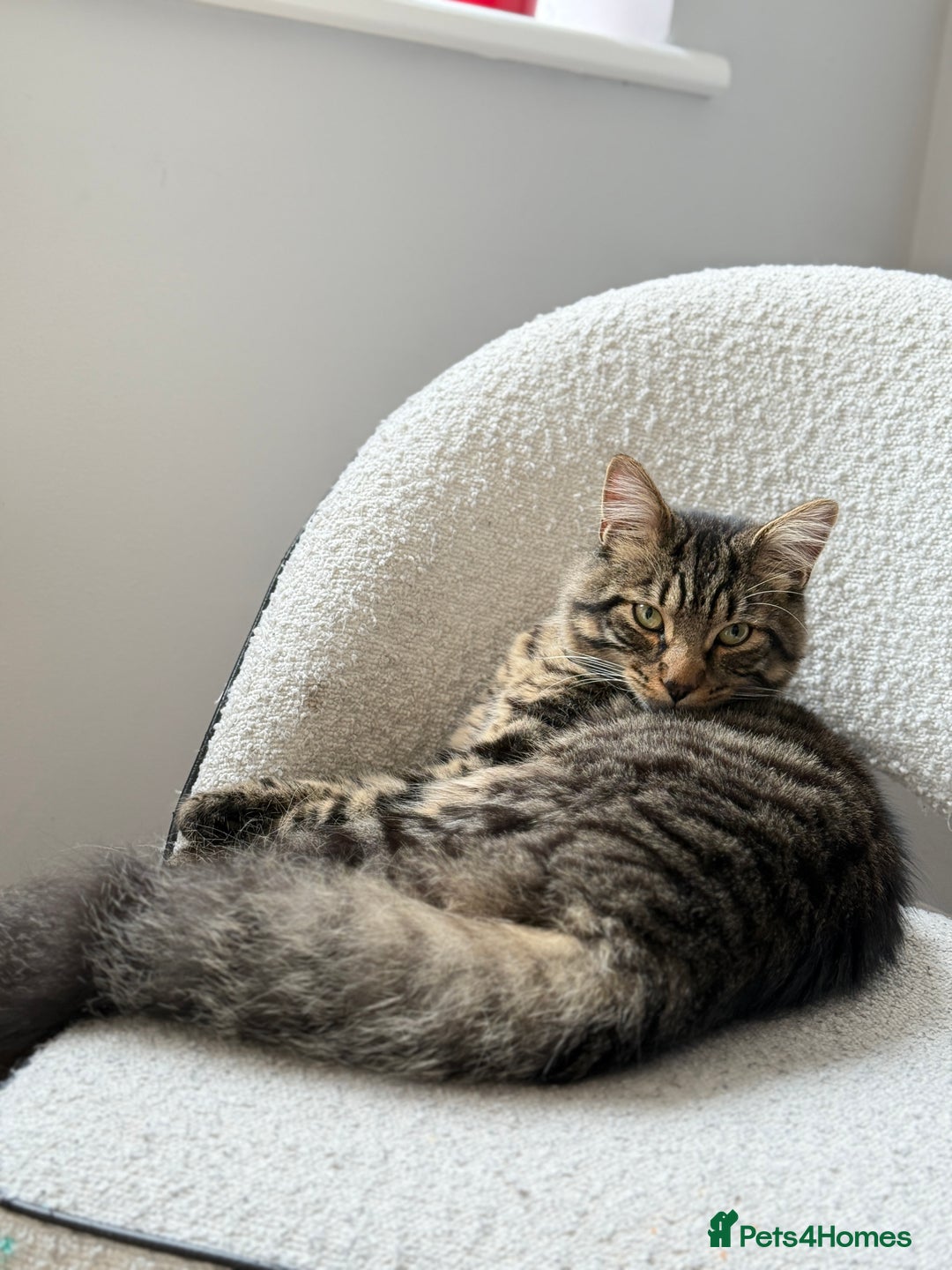 Maine Coon cats for sale: 13week-old fluffy black kitten/part Maine Coon - Image 12
