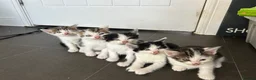 Mixed Breed cats for sale: Beautiful kittens looking for loving homes - Advert 1