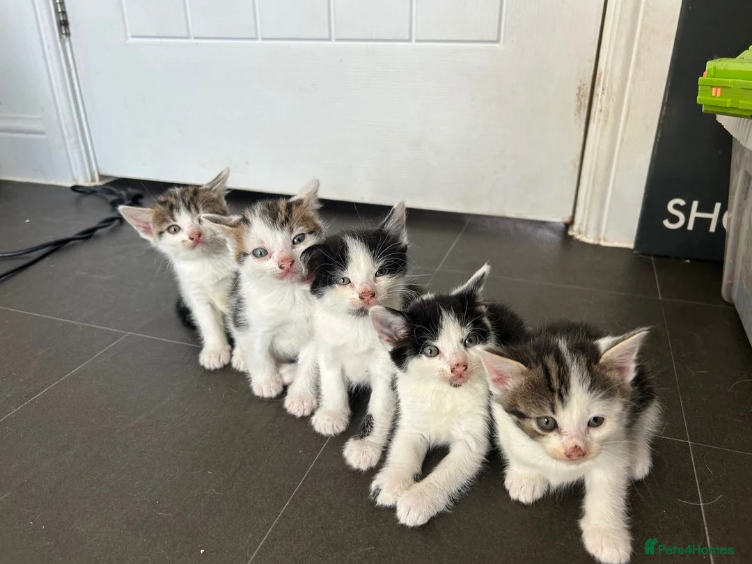Mixed Breed cats for sale: Beautiful kittens looking for loving homes - Advert 1