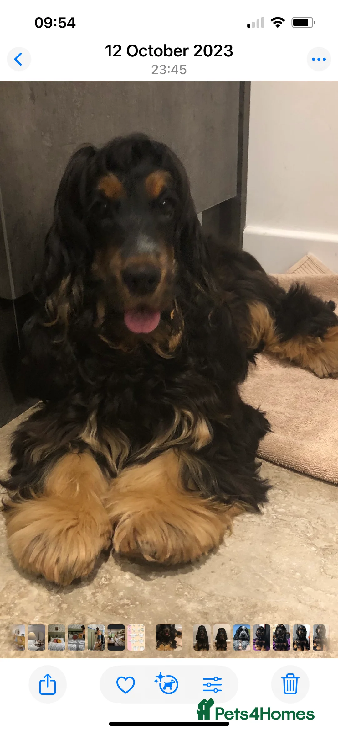 Cocker Spaniel dogs for sale: KC Show Cocker Spaniel  - Advert 11