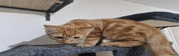 Mixed Breed cats for sale: Two Kittens Available - Advert 5