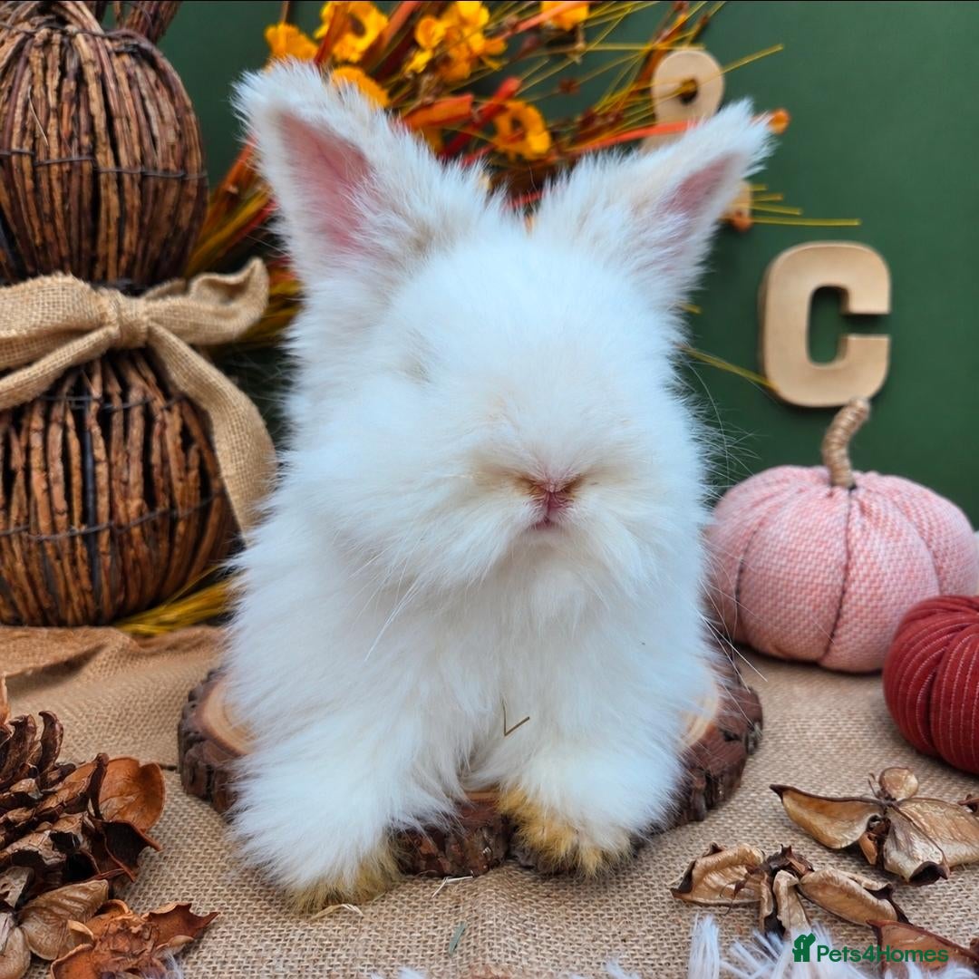 Angora rabbits English Angora Bucks - Advert 17